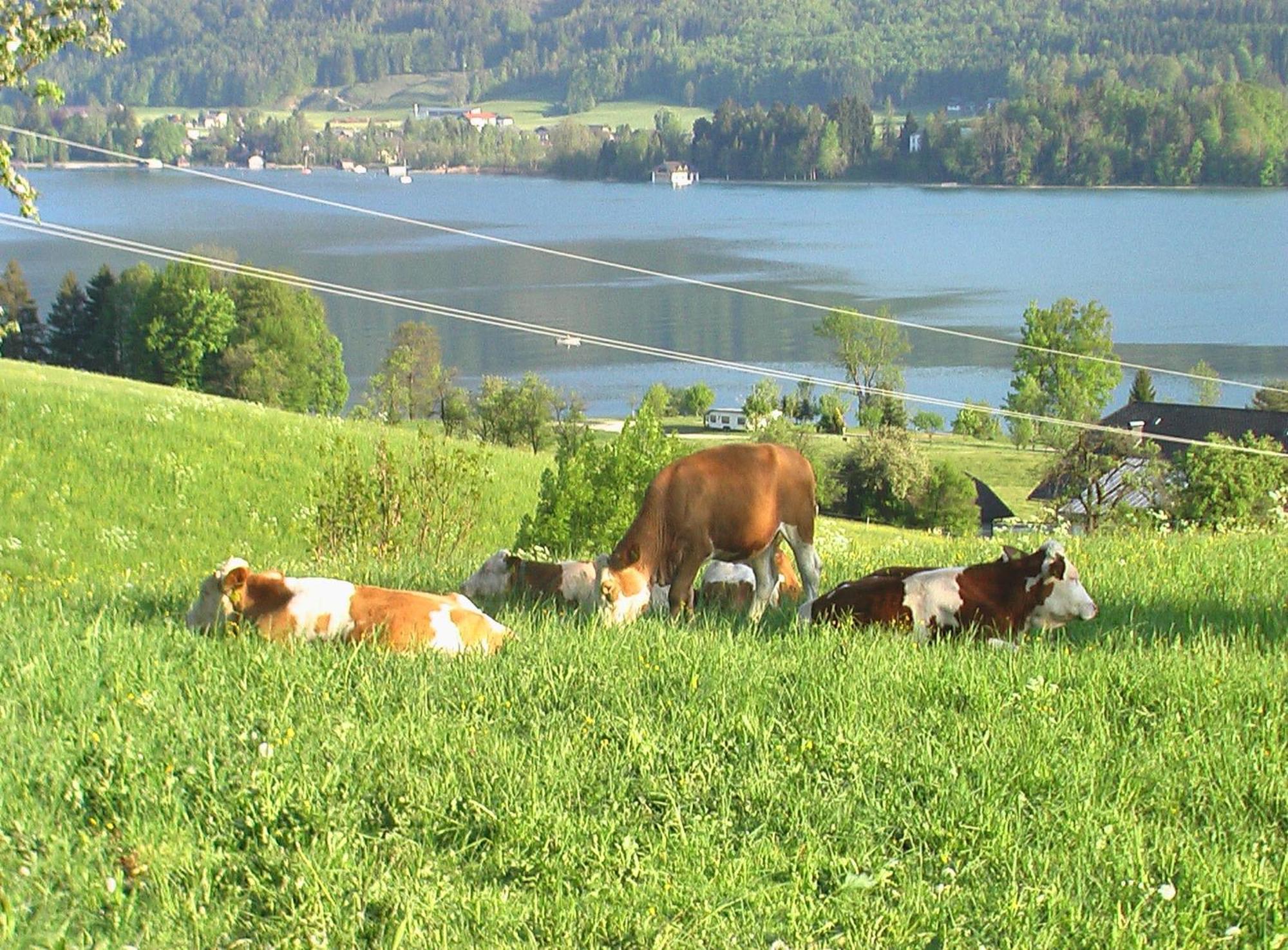 Hauslhof Bed & Breakfast Sankt Wolfgang im Salzkammergut Exterior photo
